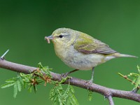 A2Z5226c  Tennessee Warbler (Oreothlypis peregrina)